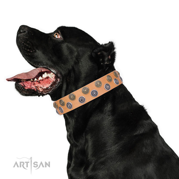 Cane Corso inimitable full grain leather dog collar with decorations