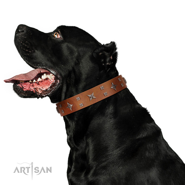 Adorned with stars leather Cane Corso collar with strong hardware