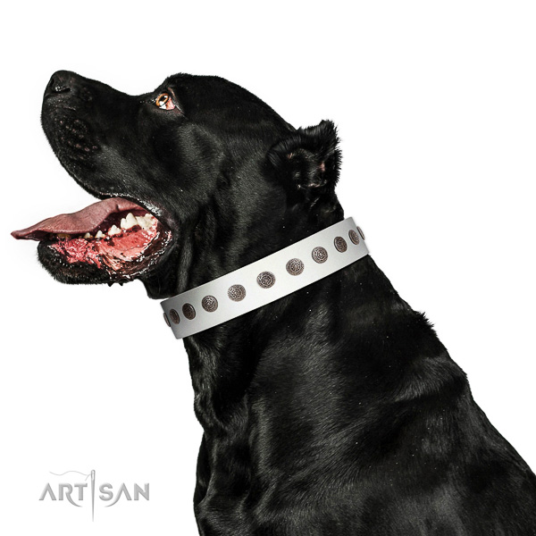 Handcrafted leather Cane Corso
collar for walking