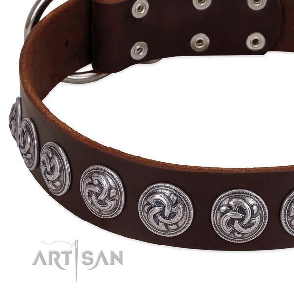 Brown leather dog collar with silver-like decorations fow
daily walks