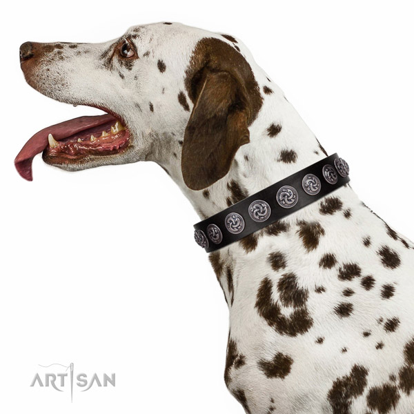 Extraordinary walking black leather Dalmatian collar with
chic decorations