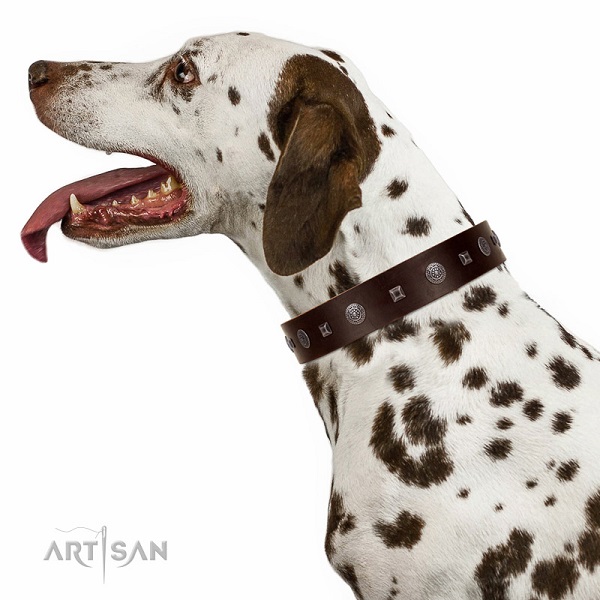 Extraordinary walking brown leather Dalmatian collar
with
chic decorations