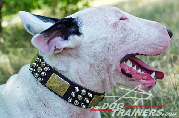 Decorated Bull Terrier Collar for Walking