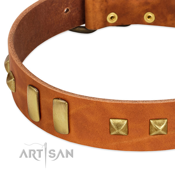 Tan leather dog collar with riveted plates and pyramids