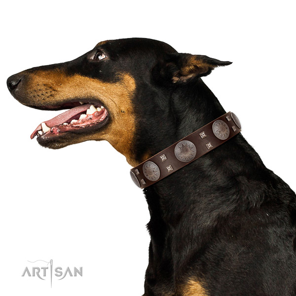 Extraordinary walking brown leather Doberman collar with
cool decorations