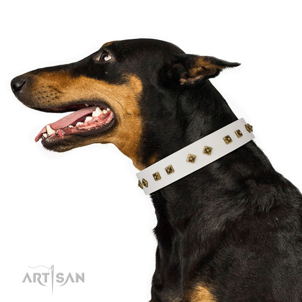 Doberman fancy walking dog collar of extraordinary quality natural leather