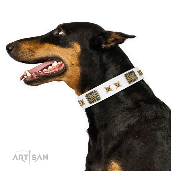 Doberman fancy walking dog collar of stylish leather