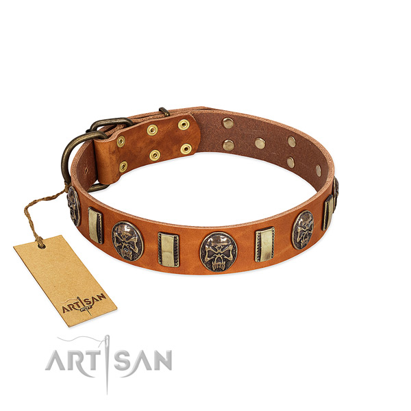 High Quality Leather Dog Collar with Goldish Adornments