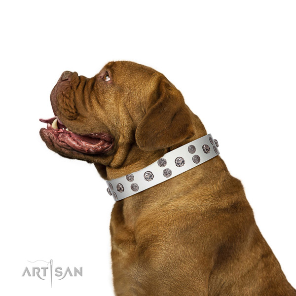 Extraordinary walking white leather Dogue de Bordeaux
collar with chic decorations