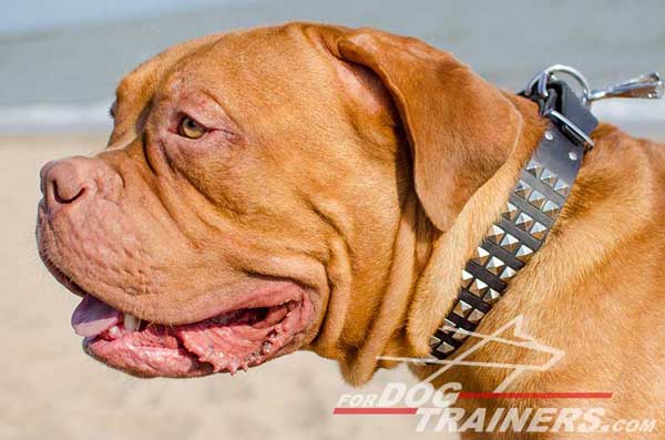 Studded Leather Dogue de Bordeaux Collar 