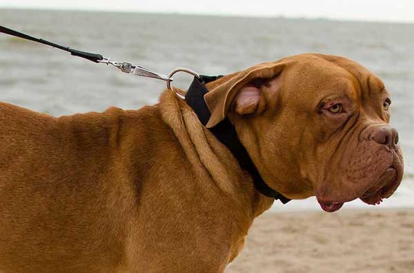 Durable Dogue de Bordeaux Collar Nylon Dog Training and Walking