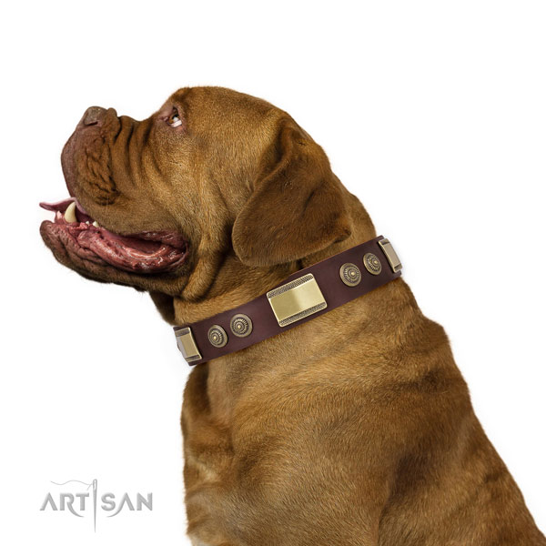 Dogue de Bordeaux comfortable wearing dog collar of exquisite quality natural leather