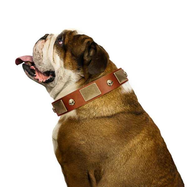 Deluxe Tan English Bulldog Collar with Marvelous
Decorations