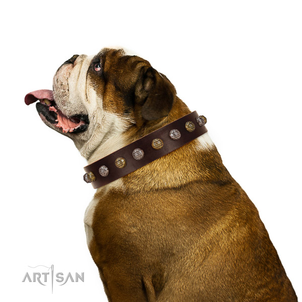Natural Leather English Bulldog Collar with Incredible
Adornments