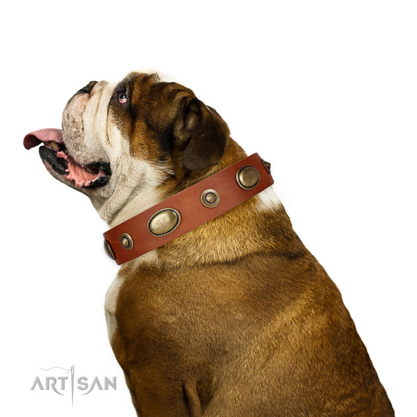 English Bulldog basic training dog collar of top notch quality leather