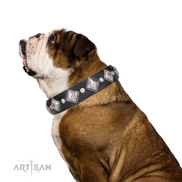 English Bulldog fine quality full grain leather dog collar with decorations