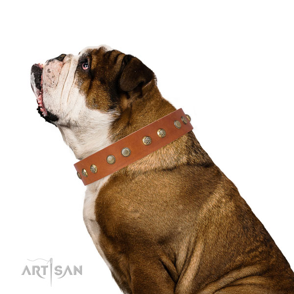 English Bulldog daily use dog collar of significant quality genuine leather