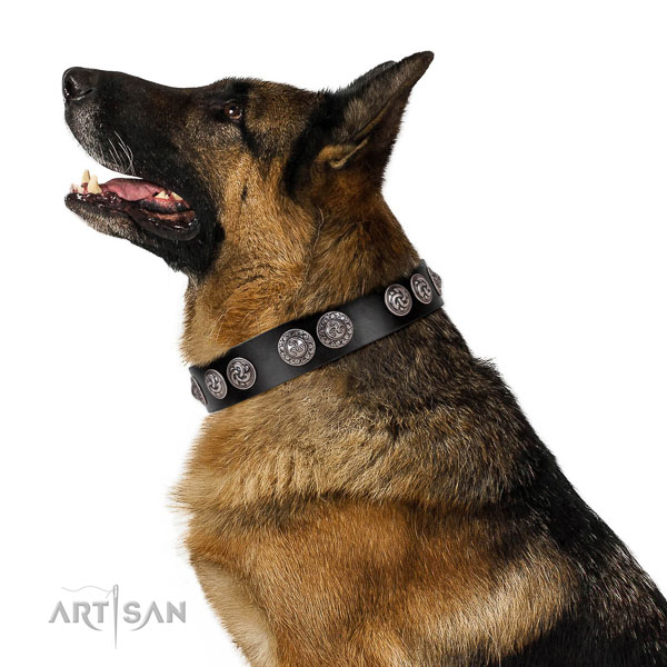 Extraordinary walking black leather German Shepherd
collar with
stylish decorations