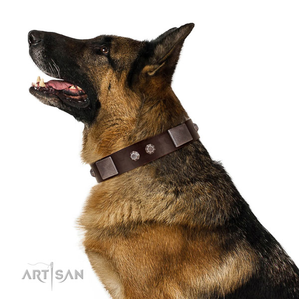 Stylish walking leather German Shepherd Dog
collar