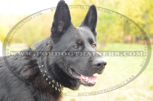 German Shepherd wearing Beautiful Leather Dog Collar