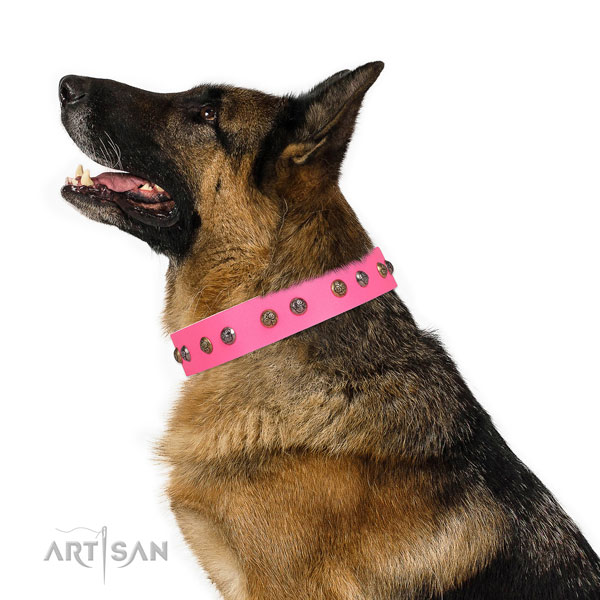German Shepherd exceptional full grain leather dog collar with embellishments