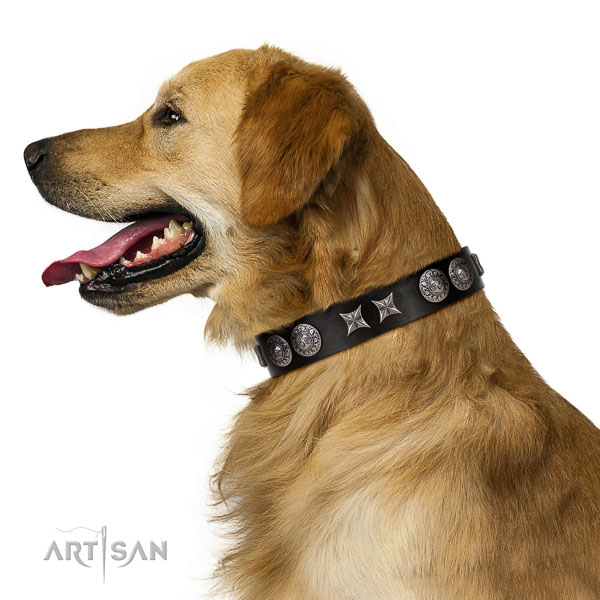 Extraordinary walking black leather Golden Retriever
collar with
cool decorations