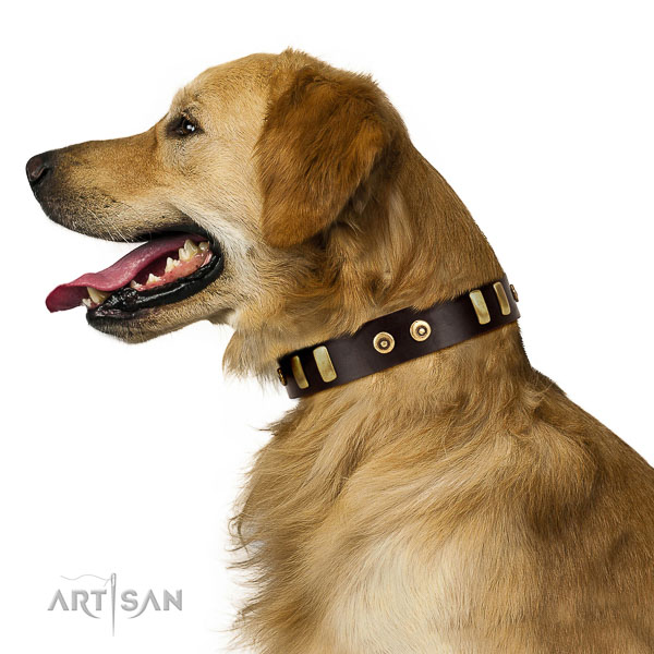 Extraordinary walking brown leather Golden Retriever
collar with stars and ovals