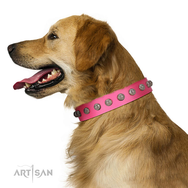 Extraordinary walking pink leather Golden Retriever
collar with cool decorations