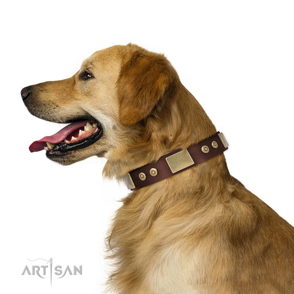 Golden Retriever daily use dog collar of comfortable natural leather