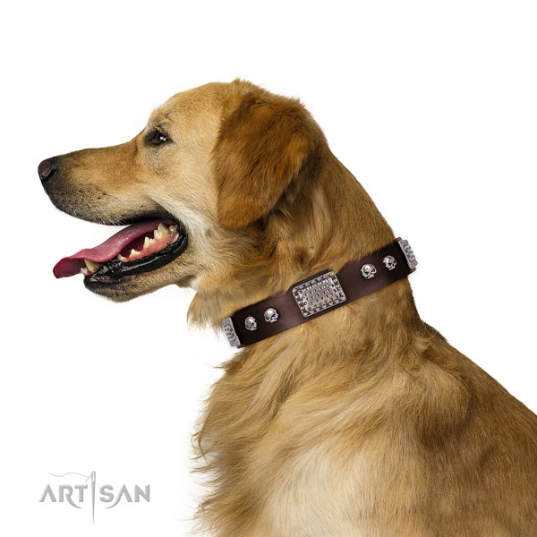 Golden Retriever basic training dog collar of best quality leather
