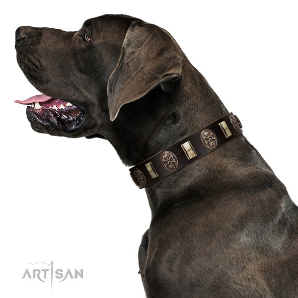 Extraordinary Brown Leather Great Dane Collar with Strong Hardware