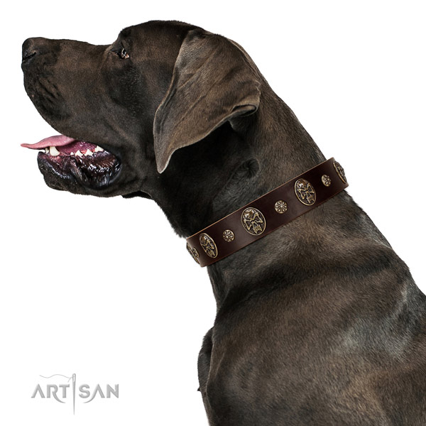 Extraordinary leather Great Dane collar made of quality
materials