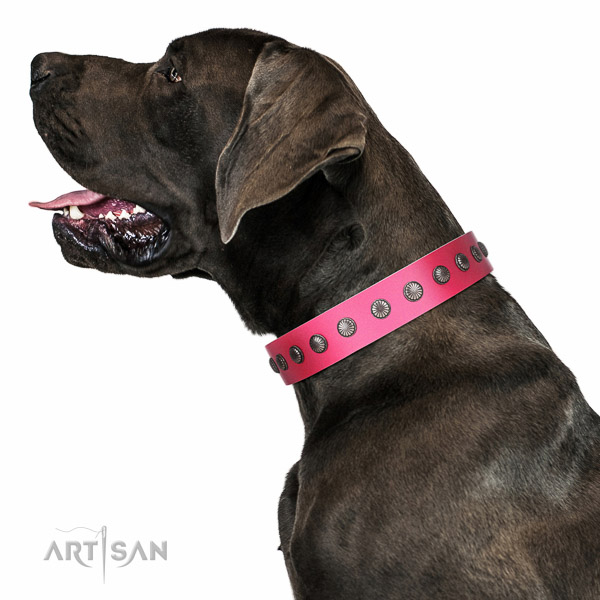 Artisan leather Great Dane collar for perfect control