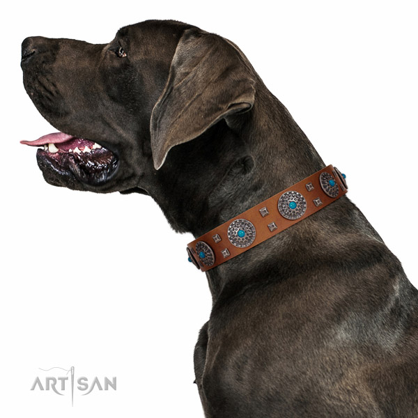 Extraordinary walking tan leather  Great Dane
collar with
chic decorations