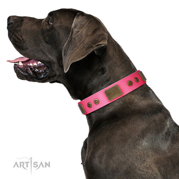 Great Dane walking dog collar of top notch quality leather