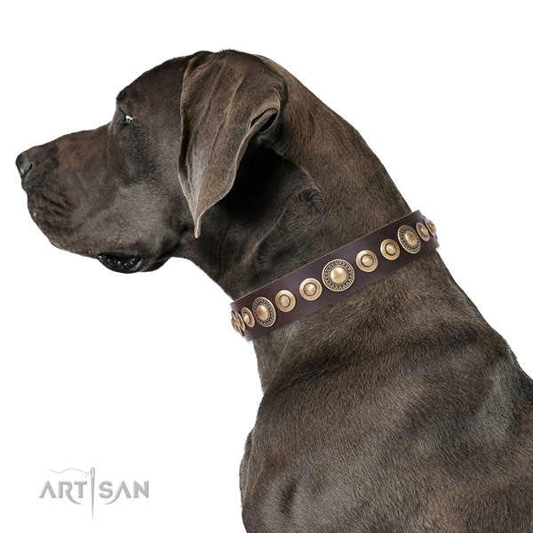 Great Dane fashionable full grain leather dog collar with embellishments