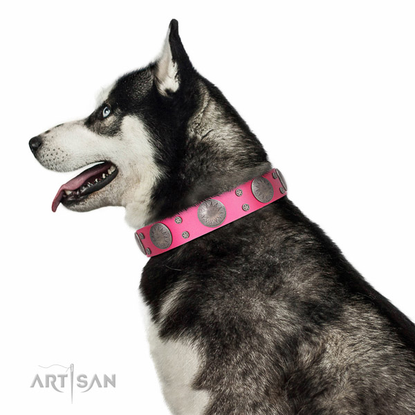 Decorated leather Husky collar for comfortable walking