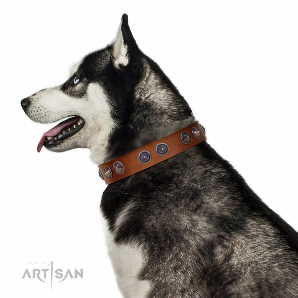 Extraordinary walking tan leather Husky collar with chic
decorations