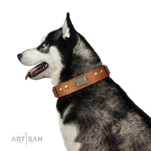 Husky fancy walking dog collar of exquisite quality genuine leather
