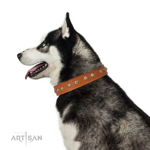 Husky everyday walking dog collar of awesome quality genuine leather