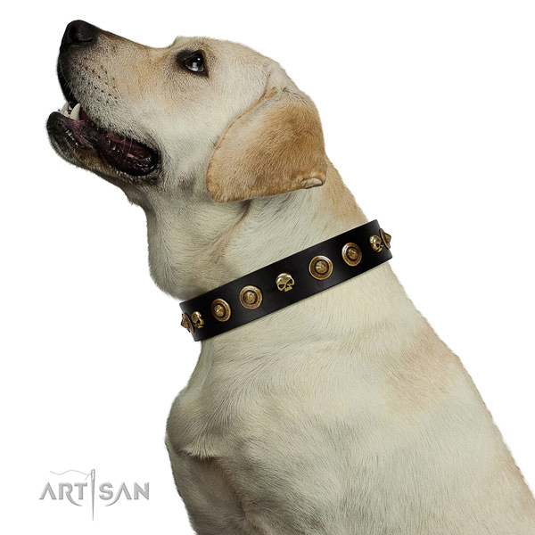 Comfortable leather Labrador collar for better handling
during walks
