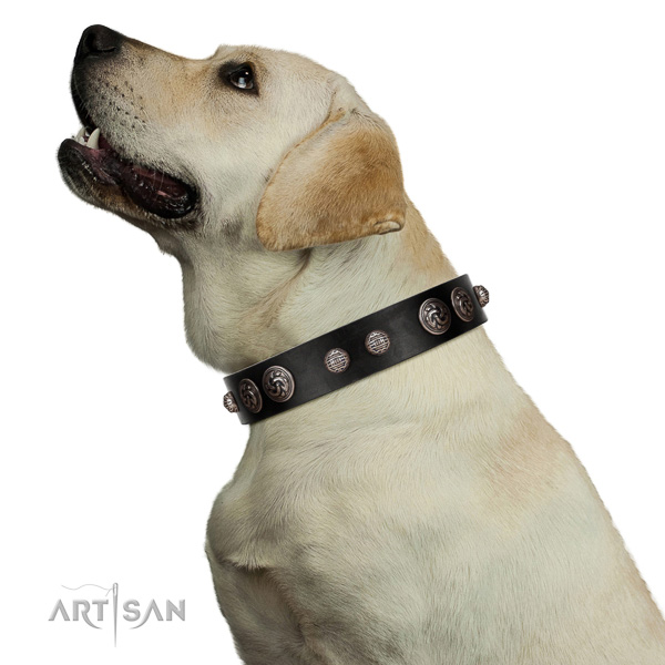 Royal look black leather Labrador collar with silver-like
covered decorative elements
