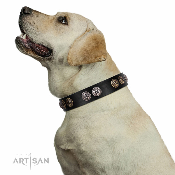 Extraordinary walking black leather Labrador collar with
chic decorations