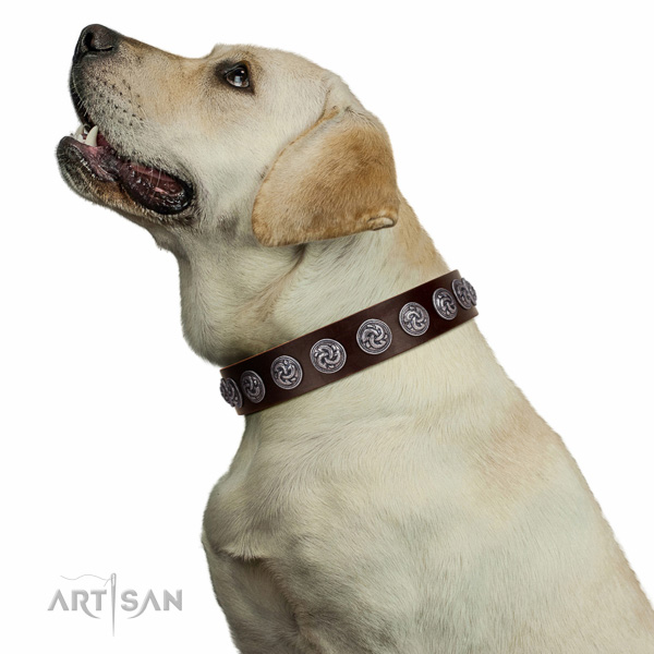 Top-notch genuine leather Labrador collar with riveted
decorations