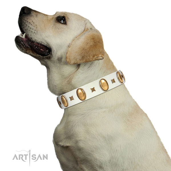 Extraordinary walking white leather Labrador collar with
chic decorations