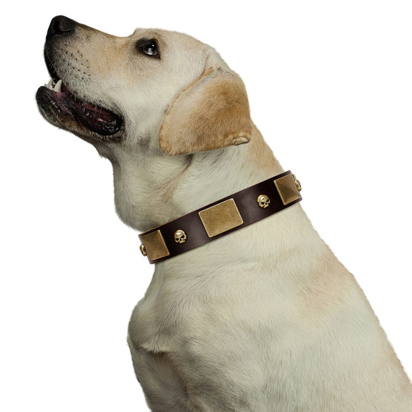 Brown Labrador Collar with Marvelous Decorations