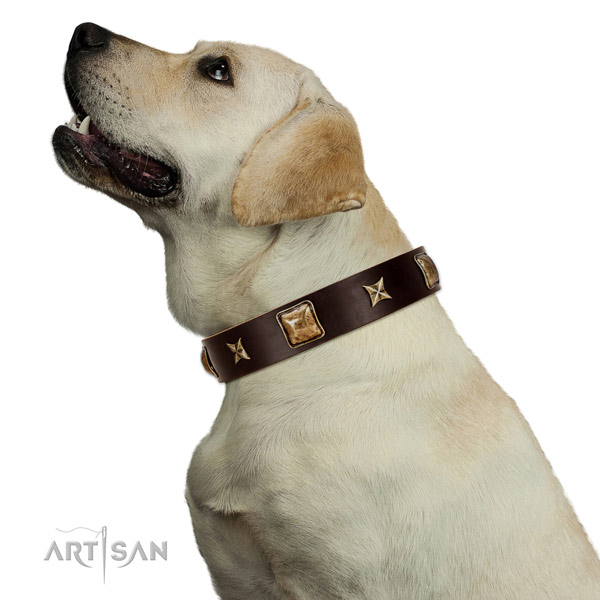 Wonderful Labrador Artisan leather collar for better
control