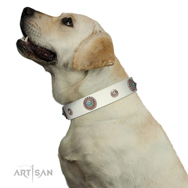 Walking leather Labrador collar in stunning design