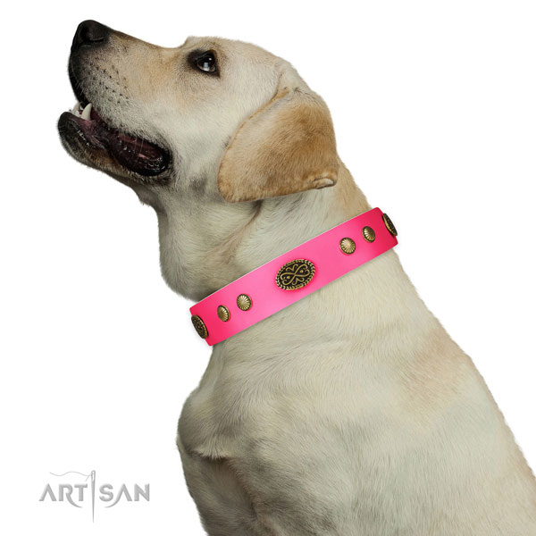 Labrador everyday use dog collar of top notch quality natural leather