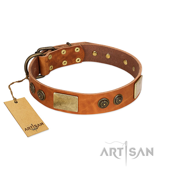 Designer Tan Leather Dog Collar Adorned with Gold-like Plates